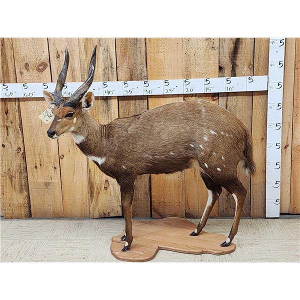 African Bush Buck Shoulder Full Body Taxidermy Mount