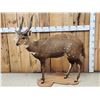 Image 1 : African Bush Buck Shoulder Full Body Taxidermy Mount