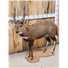 Image 2 : African Bush Buck Shoulder Full Body Taxidermy Mount