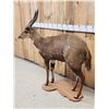 Image 3 : African Bush Buck Shoulder Full Body Taxidermy Mount