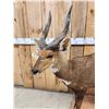 Image 4 : African Bush Buck Shoulder Full Body Taxidermy Mount