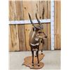 Image 5 : African Bush Buck Shoulder Full Body Taxidermy Mount