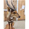 Image 6 : African Bush Buck Shoulder Full Body Taxidermy Mount