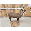 Image 7 : African Bush Buck Shoulder Full Body Taxidermy Mount