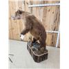 Image 10 : Alaskan Grizzly Bear Full Body Taxidermy Mount
