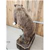 Image 11 : Alaskan Grizzly Bear Full Body Taxidermy Mount