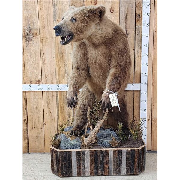 Alaskan Grizzly Bear Full Body Taxidermy Mount