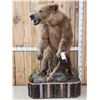Image 1 : Alaskan Grizzly Bear Full Body Taxidermy Mount