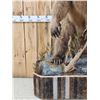 Image 2 : Alaskan Grizzly Bear Full Body Taxidermy Mount