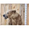 Image 3 : Alaskan Grizzly Bear Full Body Taxidermy Mount