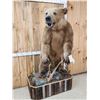 Image 4 : Alaskan Grizzly Bear Full Body Taxidermy Mount