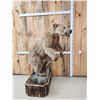 Image 5 : Alaskan Grizzly Bear Full Body Taxidermy Mount