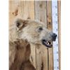 Image 6 : Alaskan Grizzly Bear Full Body Taxidermy Mount