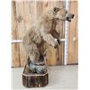 Image 7 : Alaskan Grizzly Bear Full Body Taxidermy Mount