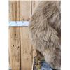 Image 8 : Alaskan Grizzly Bear Full Body Taxidermy Mount