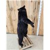 Image 10 : Black Bear Full Body Taxidermy Mount