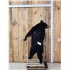 Image 1 : Black Bear Full Body Taxidermy Mount
