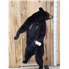 Image 2 : Black Bear Full Body Taxidermy Mount