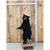 Image 3 : Black Bear Full Body Taxidermy Mount