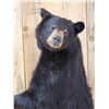 Image 5 : Black Bear Full Body Taxidermy Mount