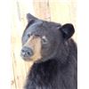 Image 6 : Black Bear Full Body Taxidermy Mount