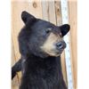 Image 7 : Black Bear Full Body Taxidermy Mount