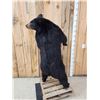 Image 8 : Black Bear Full Body Taxidermy Mount