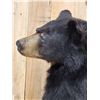 Image 9 : Black Bear Full Body Taxidermy Mount