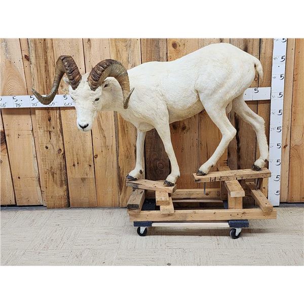 Alaskan Dall Sheep Full Body Taxidermy Mount