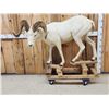 Image 1 : Alaskan Dall Sheep Full Body Taxidermy Mount