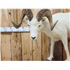 Image 2 : Alaskan Dall Sheep Full Body Taxidermy Mount
