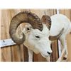 Image 3 : Alaskan Dall Sheep Full Body Taxidermy Mount