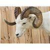 Image 4 : Alaskan Dall Sheep Full Body Taxidermy Mount