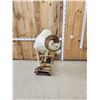 Image 5 : Alaskan Dall Sheep Full Body Taxidermy Mount