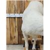 Image 6 : Alaskan Dall Sheep Full Body Taxidermy Mount