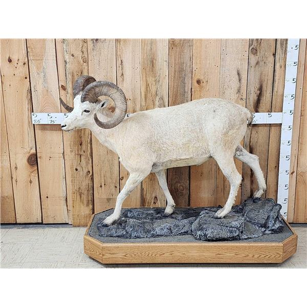 Alaskan Dall Or Fannin Sheep Full Body Taxidermy Mount