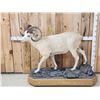 Image 1 : Alaskan Dall Or Fannin Sheep Full Body Taxidermy Mount