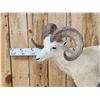 Image 2 : Alaskan Dall Or Fannin Sheep Full Body Taxidermy Mount