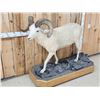 Image 3 : Alaskan Dall Or Fannin Sheep Full Body Taxidermy Mount
