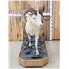 Image 4 : Alaskan Dall Or Fannin Sheep Full Body Taxidermy Mount