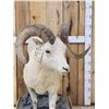 Image 5 : Alaskan Dall Or Fannin Sheep Full Body Taxidermy Mount
