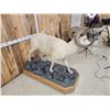 Image 6 : Alaskan Dall Or Fannin Sheep Full Body Taxidermy Mount