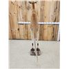 Image 10 : Super Rare Kangaroo Full Body Taxidermy Mount