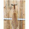 Image 11 : Super Rare Kangaroo Full Body Taxidermy Mount