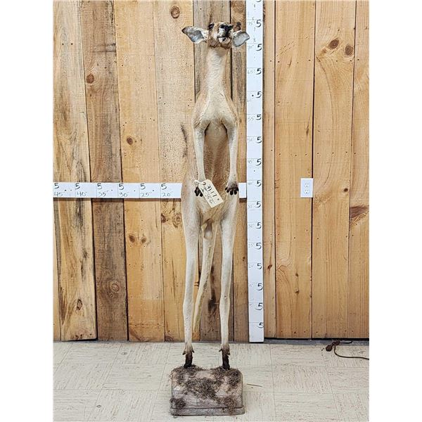 Super Rare Kangaroo Full Body Taxidermy Mount