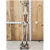 Image 1 : Super Rare Kangaroo Full Body Taxidermy Mount