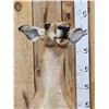 Image 3 : Super Rare Kangaroo Full Body Taxidermy Mount