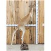 Image 4 : Super Rare Kangaroo Full Body Taxidermy Mount