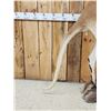 Image 5 : Super Rare Kangaroo Full Body Taxidermy Mount