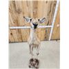 Image 6 : Super Rare Kangaroo Full Body Taxidermy Mount